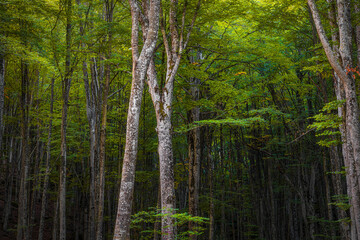 Fototapeta premium Beech Tree Forest Foliage on Mount Amiata Tuscany