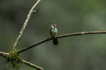 Colibrí posado sobre una rama © Amilcar 117