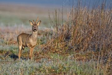 Buck deer in a clearing © Janusz