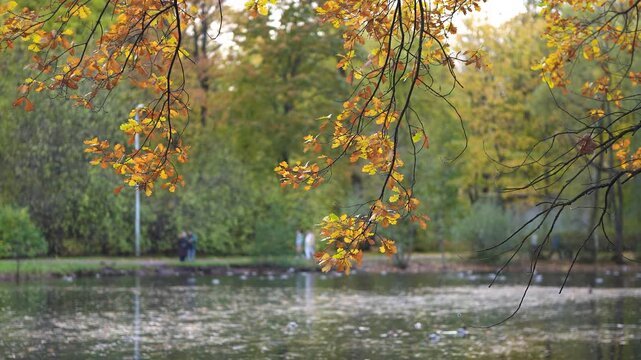Autumn oak branches sway in light wind at foreground of urban park. Ducks swim across pond behind foliage as people walk along waterfront path during mild weather in middle of fall season. 
