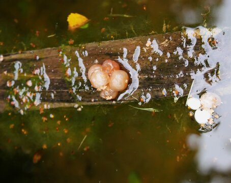 Wasserkreisling (Cudoniellaclavus)