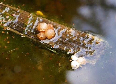 Wasserkreisling (Cudoniellaclavus)