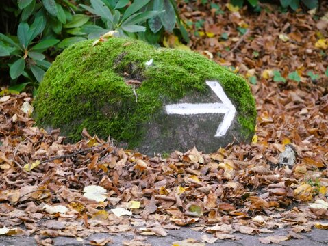 Naturlehrpfad auf dem Ohlsdorfer Friedhof -Pfeil auf Stein