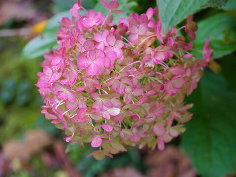  Rosa Ballhortensie (Hydrangea arborescens)