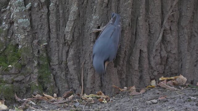 Eurasian nuthatch bird feeding with insects ( Sitta europaea )