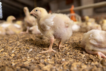 yellow newly hatched chickens in a large poultry farm, a large number of young chickens in a poultry farm, a breed of chicken broiler for poultry meat production © rsooll