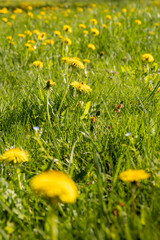 Yellow dandelions on bright green meadow grass, bright lawn © rsooll