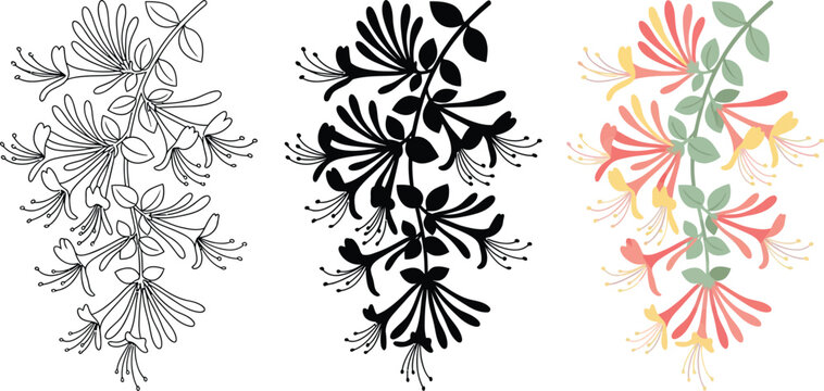 Elegant honeysuckle flower branch vector set, botanical floral line art and black silhouette, colorful blooming honeysuckle vine for wedding decor