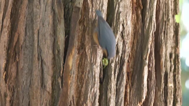 Eurasian nuthatch bird feeding with insects ( Sitta europaea )