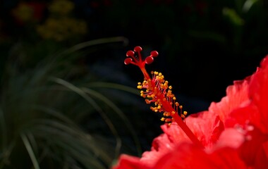 Macro View of Red Hibiscus Stamen and Yellow Pollen: An exquisite close-up shot focusing on the delicate pistil structure of a Hibiscus rosa-sinensis flower illuminated beautifully against dark shadow © alex