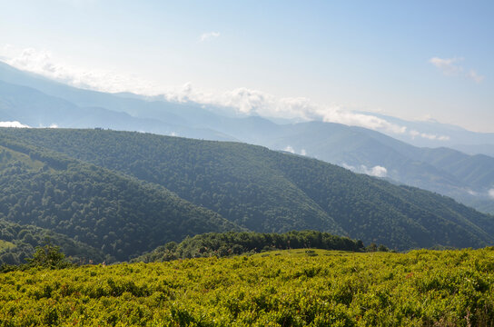 Vast mountain vista showcasing lush grassy slopes blending into dense green forest valleys, with soft low clouds lingering among distant blue mountain ranges under a clear sky. Carpathians