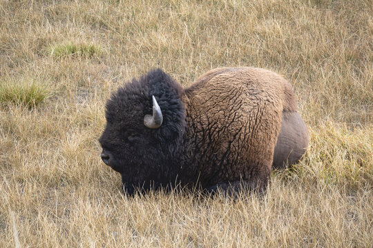 American bison lying on dry golden grass, close-up side view