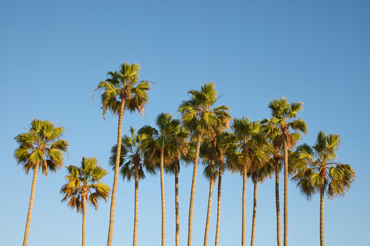 Cluster of palm trees against a blue sky.