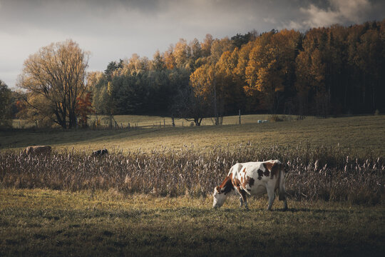 View of a cow grazing in a meadow at Karula National Park with autumn foliage and trees in the background in Estonia.