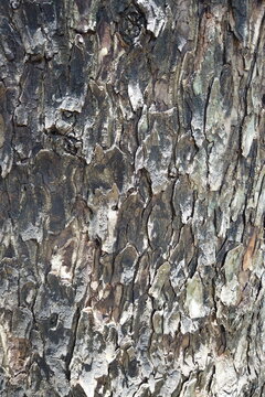 Tree Bark Detail Showing Rough Organic Forms