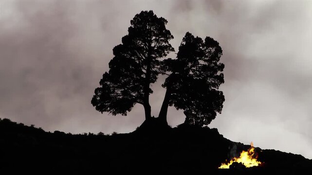 Silhouette Of Large Tree On Hilltop With Fire Burning Below Against Cloudy Sky - 4K