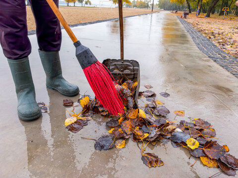 Public services, street cleaning in the fall. Street cleaner. Public services, park improvement, seasonal fall foliage removal. A street cleaner in rubber boots sweeps wet autumn leaves with a red bro