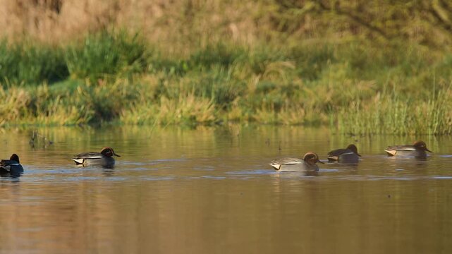 Eurasian Teal, Anas crecca, birds in spring courtship on marshes