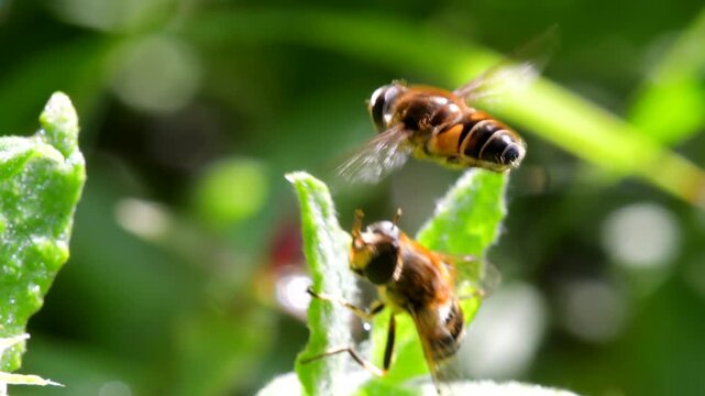 Drone Fly (Eristalis nemorum) in flight in courtship