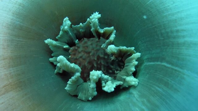 Macro view into a closed large elephant ear (Amplexidiscus fenestrafer) with detailed texture inside, Kalinaun Marine Natural Park, Sulawesi, Indonesia