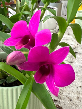Beautiful blossom Dendrobium orchid