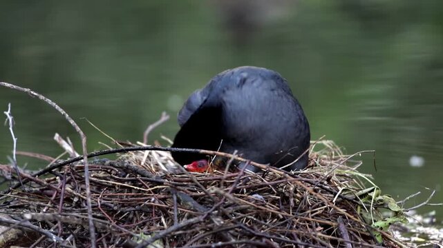 Common coot (Fulica atra), with chicks, Germany