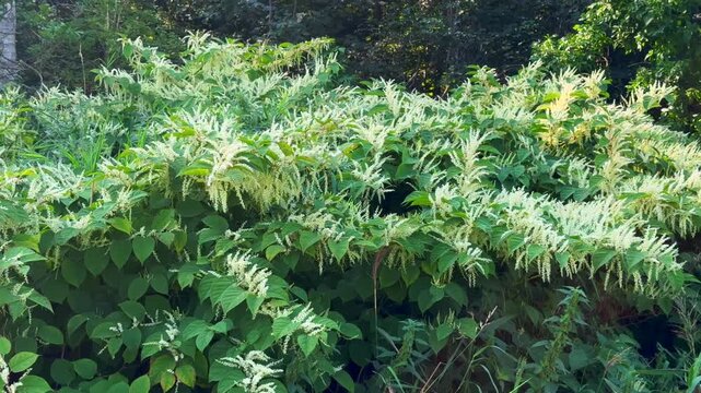 Flowering Japanese Knotweed (Fallopia Japonica), an invasive piece in a forest clearing in Ystad, Scania, Sweden, Scandinavia