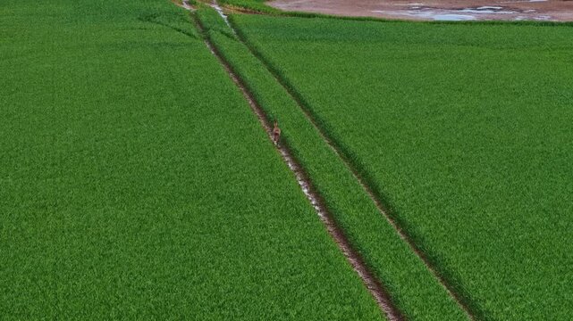 Aerial view of a lush green field with two parallel tracks running through the grass in Jelgava, Latvia.