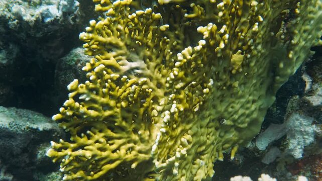 Close-up of grid fire coral (Millepora dichotoma) underwater with detailed structures, Mangrove Bay, El Quesier, Egypt
