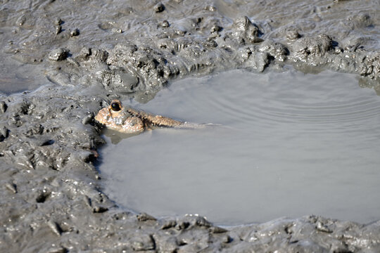 Giant mudskipper in a mangrove forest,Chon Buri, Thailand.