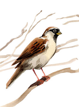 Hand-Drawn Watercolor House Sparrow / Eurasian Tree Sparrow Illustration on White Background