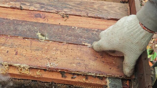 A gloved beekeeper opens wooden hive ceiling boards exposing honeycombs with crawling bees inside a wooden beehive, using a bee smoker to calm the colony during an autumn inspection.