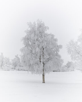 View of a single frost-covered tree standing in a vast, snow-covered landscape under a thick, white fog in Abisko, Norrbotten County, Sweden.