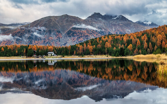 View of Lake of Staz surrounded by vibrant autumn larch trees and mountains reflecting in the calm water in CelerinaSchlarigna, Grisons, Switzerland.