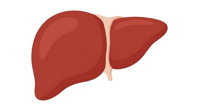 Anatomical Human Liver Illustration Isolated on White Background for Medical Health and Education