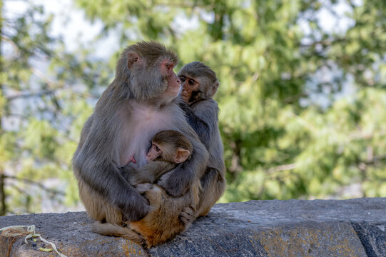 View of a rhesus macaque mother nursing her infant while sitting on a stone wall with another monkey nearby in a natural outdoor setting in Murree, Punjab, Pakistan.