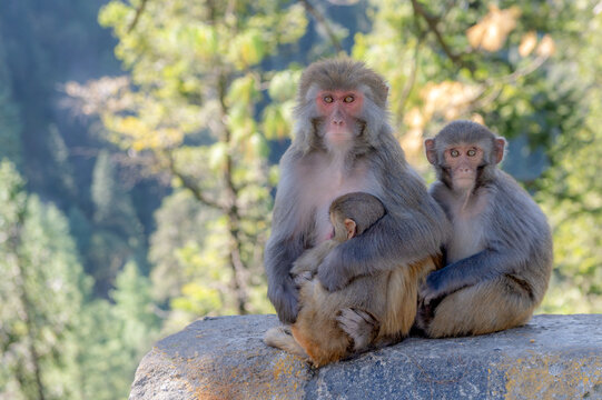 View of a Rhesus macaque mother nursing her infant while sitting on a stone surface with another monkey nearby in a forest setting in Murree, Punjab, Pakistan.