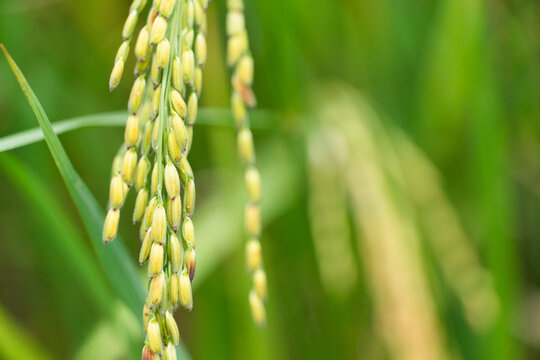 grain planting green rice in the nature field