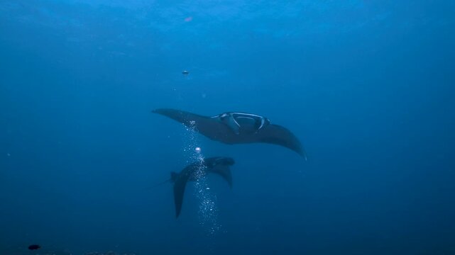 Two manta rays gliding through blue water in slow motion, Ishigaki, Okinawa, Japan