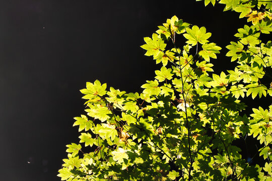 View of bright green maple leaves illuminated by sunlight against a dark forest background in Northern California.