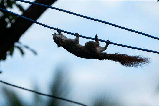 Wild squirrel climbing upside down on electric wires in the city.
An exceptional, action-filled wildlife photograph capturing a wild grey-bellied squirrel (Callosciurus caniceps) 