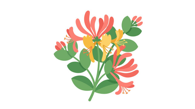 Blooming honeysuckle flowers and leaves vector illustration.
