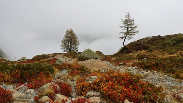 View of the Lacs des Cheserys trail featuring vibrant autumn foliage, rocky terrain, and two trees under a misty sky in Chamonix-Mont-Blanc, Auvergne-Rhone-Alpes, France.