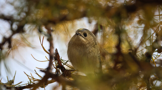 View of a goldcrest perched on a branch of a coniferous tree along the Lacs des Cheserys trail in Chamonix-Mont-Blanc, Auvergne-Rhone-Alpes, France.