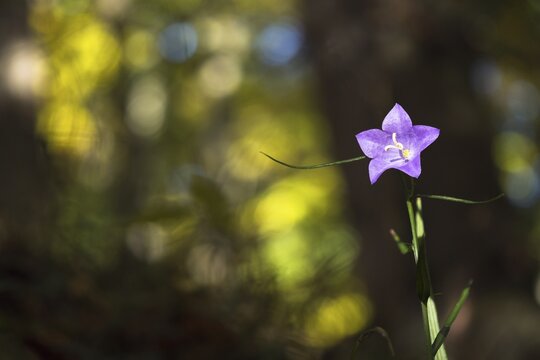 Harebell (Campanula rotundifolia) in autumn forest, Hesse, Germany