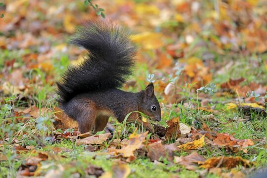 Eurasian red squirrel (Sciurus vulgaris), adult, feeding, Austria