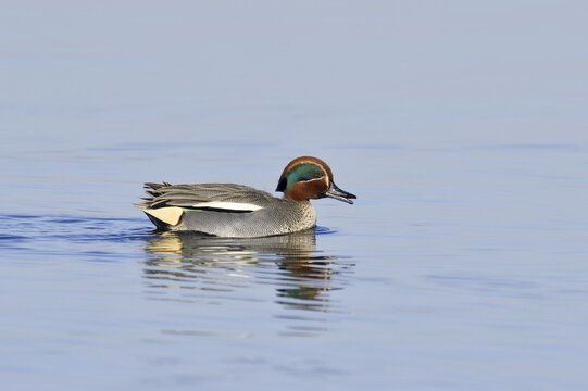 Eurasian teal (Anas crecca), drake, North Rhine-Westphalia, Germany