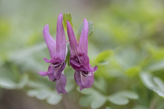 Corydalis solida (Corydalis solida), Emsland, Lower Saxony, Germany