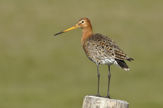 Black-tailed godwit (Limosa limosa) stands on a post, Oxenmoor, D&uuml;mmer See, Lower Saxony, Germany