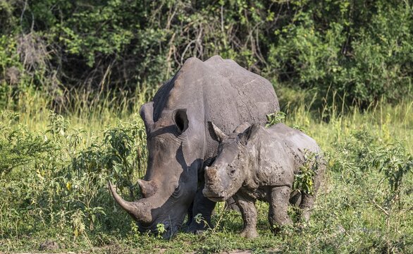 Southern white rhino (Ceratotherium simum simum) with juvenile, Ziwa Rhino Sanctuary, Uganda